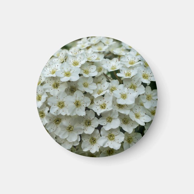 Magnet Spirea Arguta (Devant)