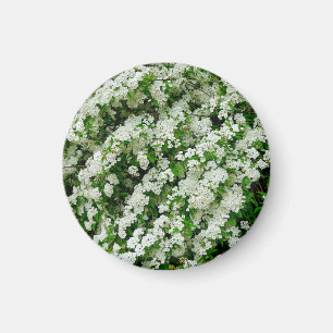 Magnet Spirea Arguta