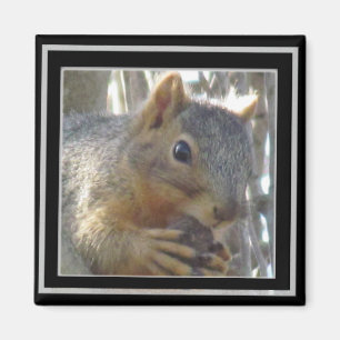 Magnet - Squirrel in Black Frame