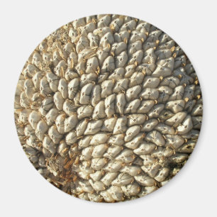 Magnet - Sunflower Geometry