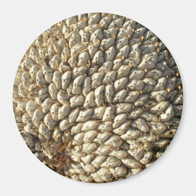 Magnet - Sunflower Geometry (Front)