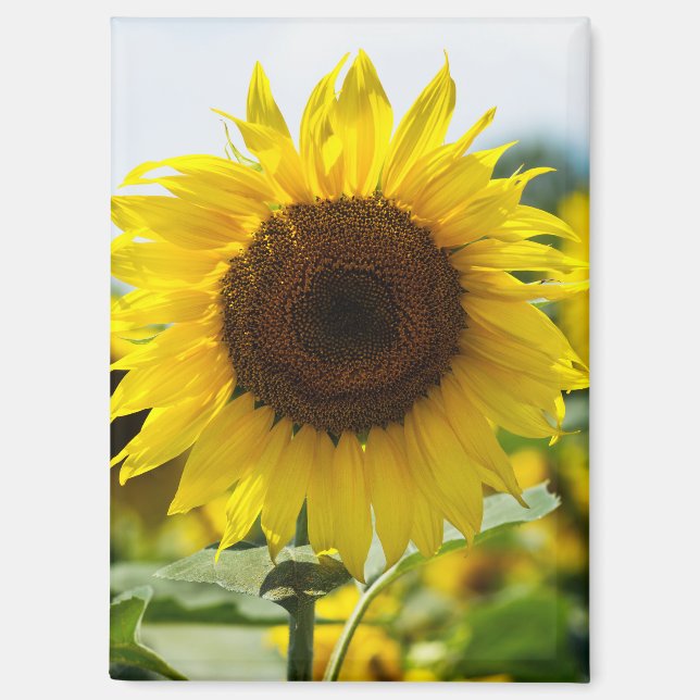 Magnet - Sunflower Isolated (Front)