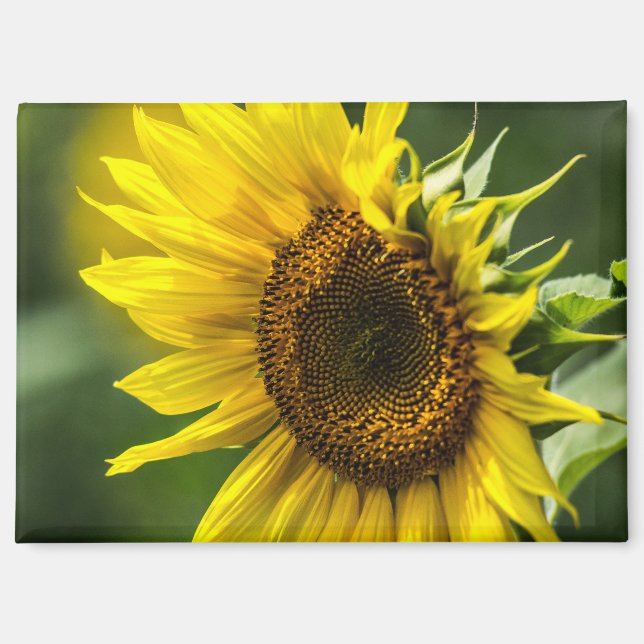 Magnet - Sunlit Sunflower (Front)