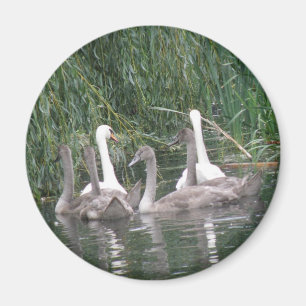 Magnet SW et Cygnets