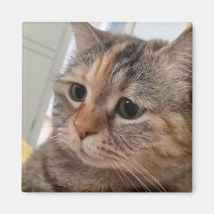 Magnet Talking Cats Meme