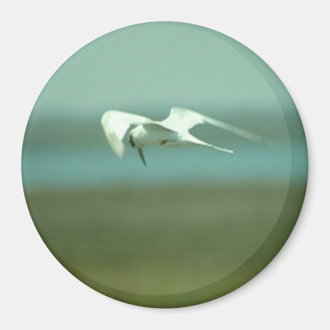Magnet - Tern in flight (Front)