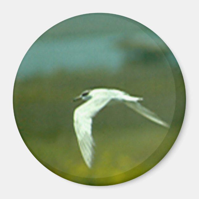 Magnet - Tern in Flight (Front)