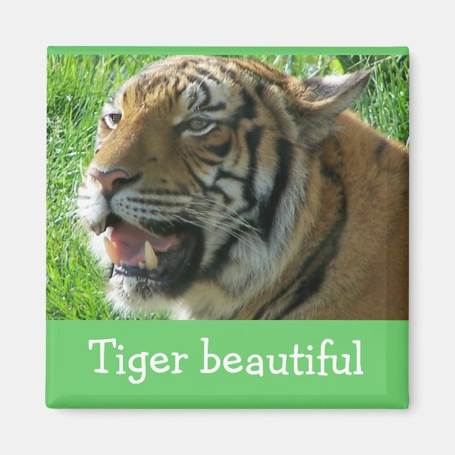 Magnet  Tiger beautiful (Front)