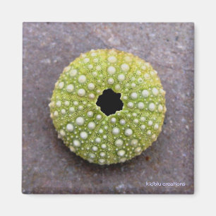 magnet - urchin