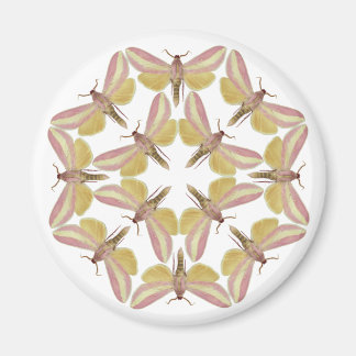 Magnet with beautiful hawk moths