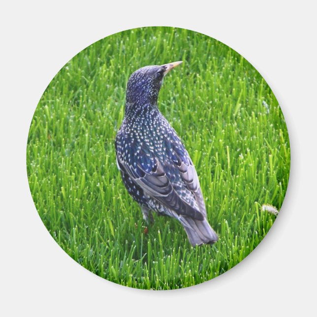 Magnet with bird (Front)