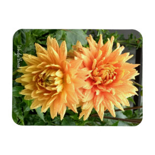 Magnet with orange dahlias with rain drops