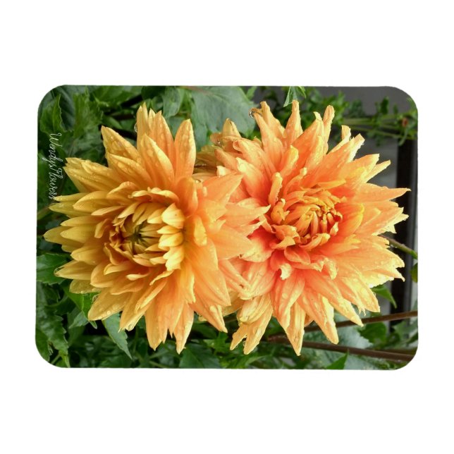 Magnet with orange dahlias with rain drops (Horizontal)