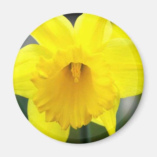 Magnet - Yellow Daffodil (Front)