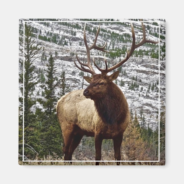 Magnet Yellowstone Elk (Devant)
