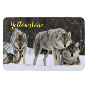 Magnet-Yellowstone Wolf Magnet