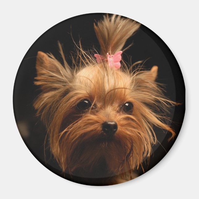 Magnet Yorkshire Terrier (Devant)