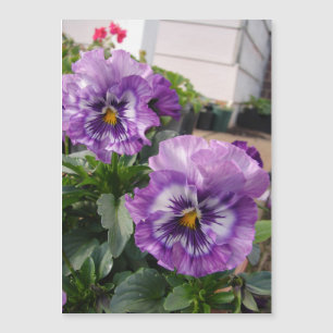 Magnétique Purple Pansy Photo fleurs florales Carte Mangétiqu