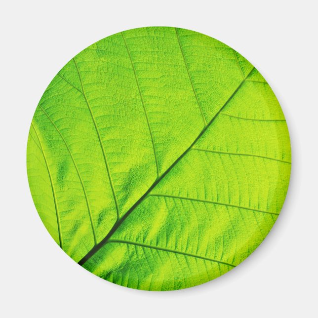 Magnets à feuilles vertes (Devant)