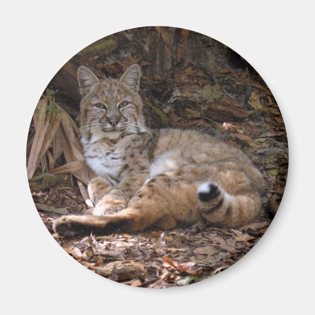 Magnets Bobcat (Devant)