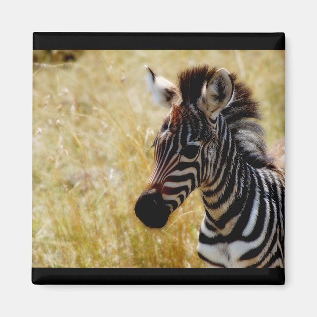 Magnets de la faune de Zebra Foal (ronds et carrés (Devant)