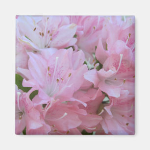 Magnets des Azalées roses