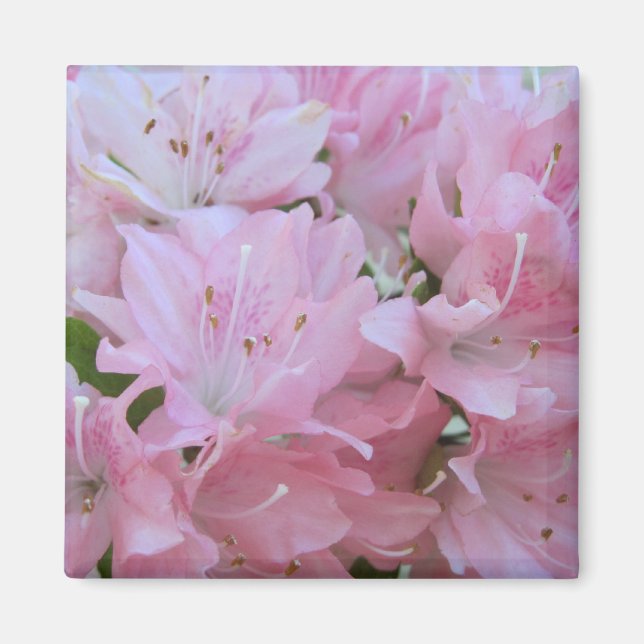 Magnets des Azalées roses (Devant)