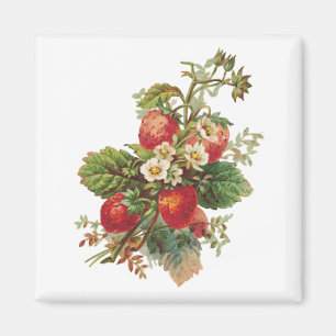 Magnets des fleurs de fraises