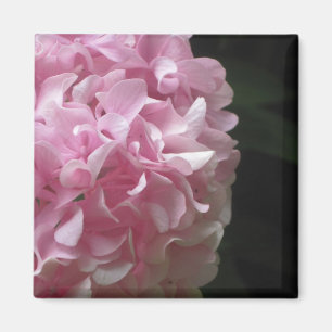 Magnets d'Hydrangées roses