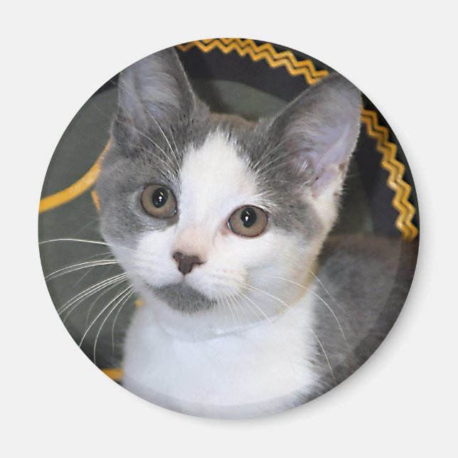 Magnets gris/argent/gris/blanc Kitten (Devant)