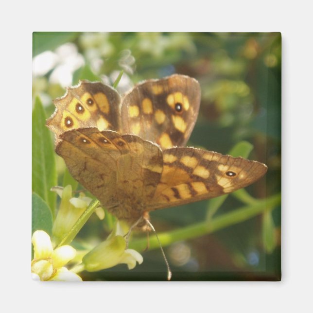 Magnets papillons (Devant)