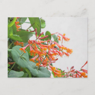 "Magnifica" Honeysuckle Postcard