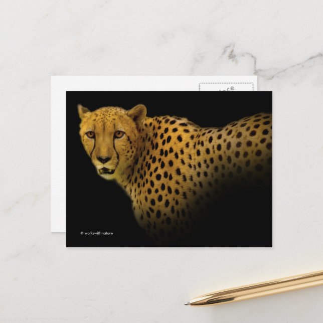 Magnificent Cheetah Big Wild Cat Postcard (Front/Back In Situ)