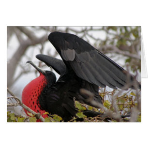 Magnificent Frigate Bird