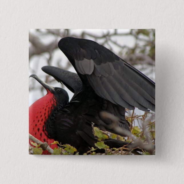 Magnificent Frigate Bird 2 Inch Square Button (Front)