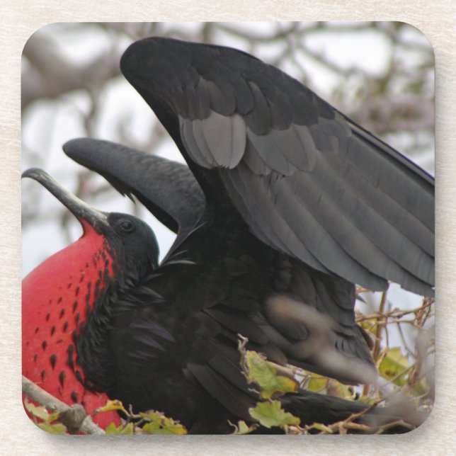Magnificent Frigate Bird Coaster (Front)