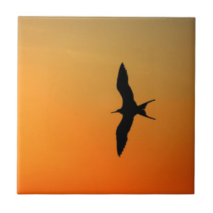 Magnificent frigate bird flying orange sunset tile