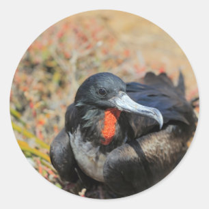 Magnificent frigate bird Galapagos Islands Classic Round Sticker