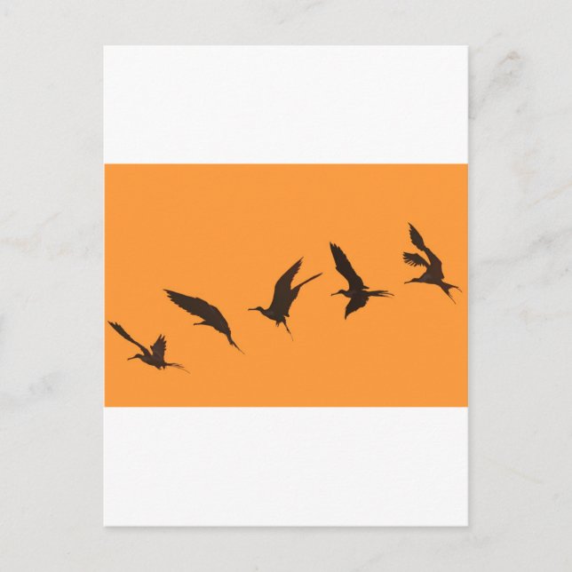 Magnificent frigate bird Galapagos Islands Postcard (Front)