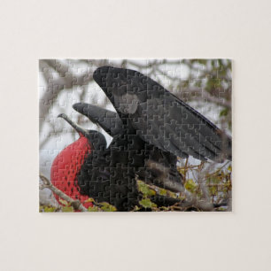 Magnificent Frigate Bird Jigsaw Puzzle