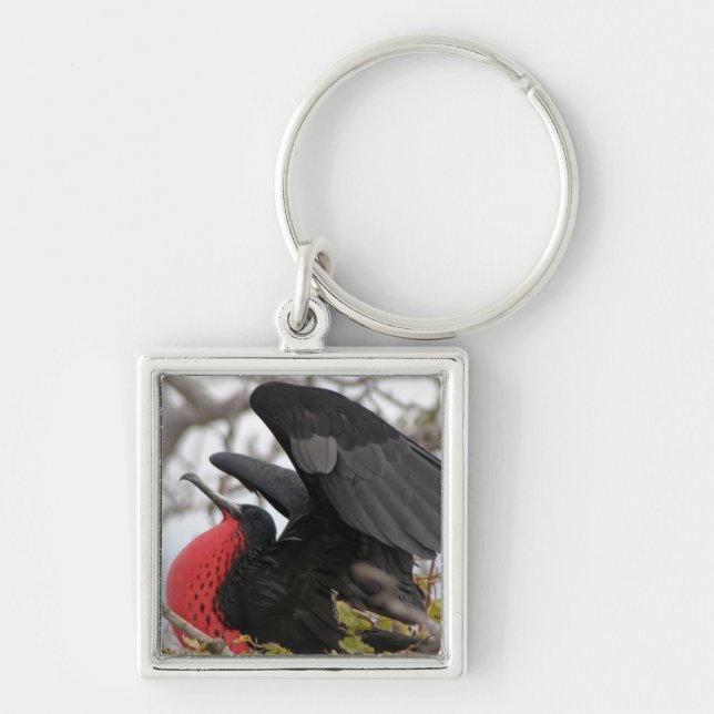 Magnificent Frigate Bird Keychain (Front)