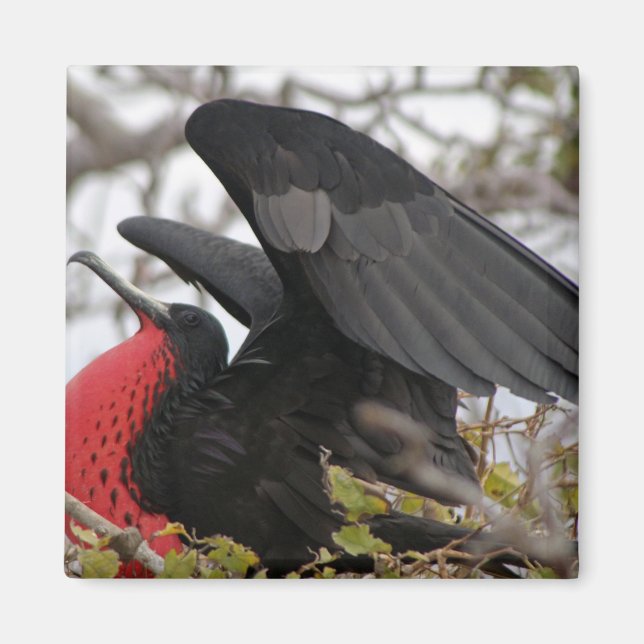 Magnificent Frigate Bird Magnet (Front)