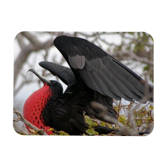 Magnificent Frigate Bird Magnet (Horizontal)