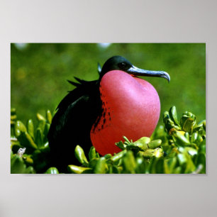 Magnificent Frigate Bird Poster