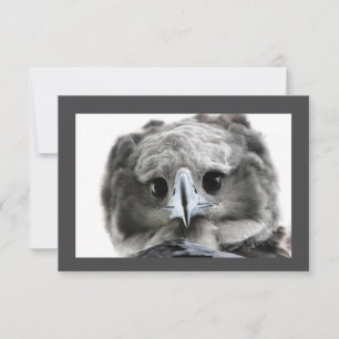 "Magnificent Harpy Eagle" Thank You Card