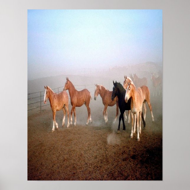 Magnificent horses poster. poster (Front)
