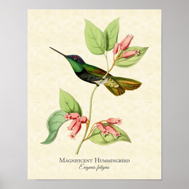 Magnificent Hummingbird Art Print (Front)