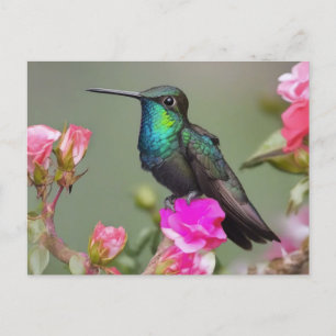 Magnificent Hummingbird at Rest Postcard