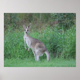 Magnificent  Kangaroo Poster