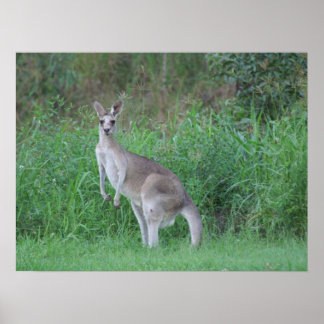 Magnificent  Kangaroo Poster